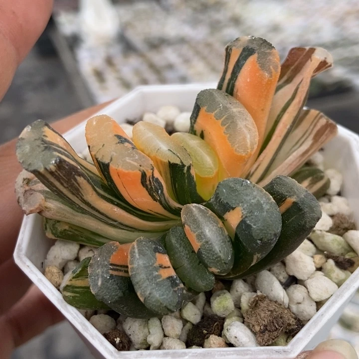 极上斑福娘玉扇锦一物一拍