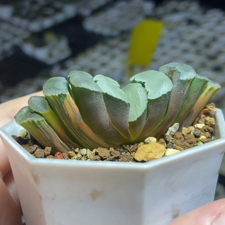 白瓷玉扇锦一物一拍