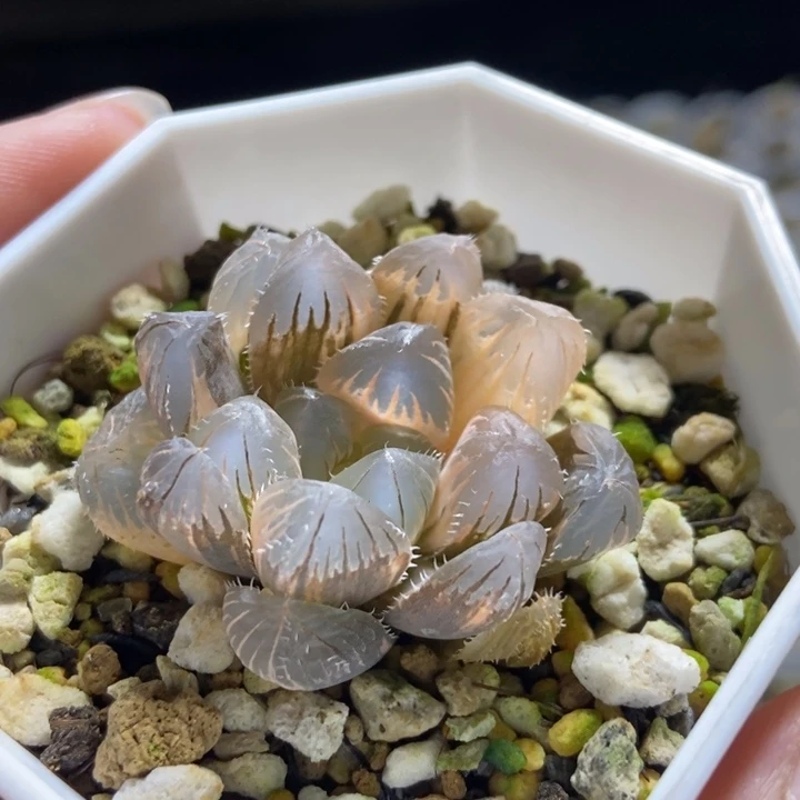 极上斑北极星锦一物一拍