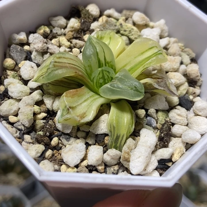 极上斑冰城寿锦一物一拍