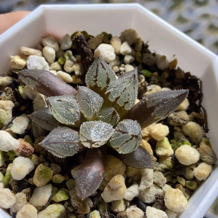 冰魁寿一物一拍的