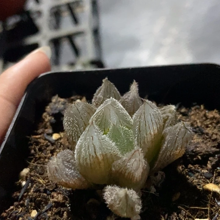 特价小梦露毛玉露一物一拍