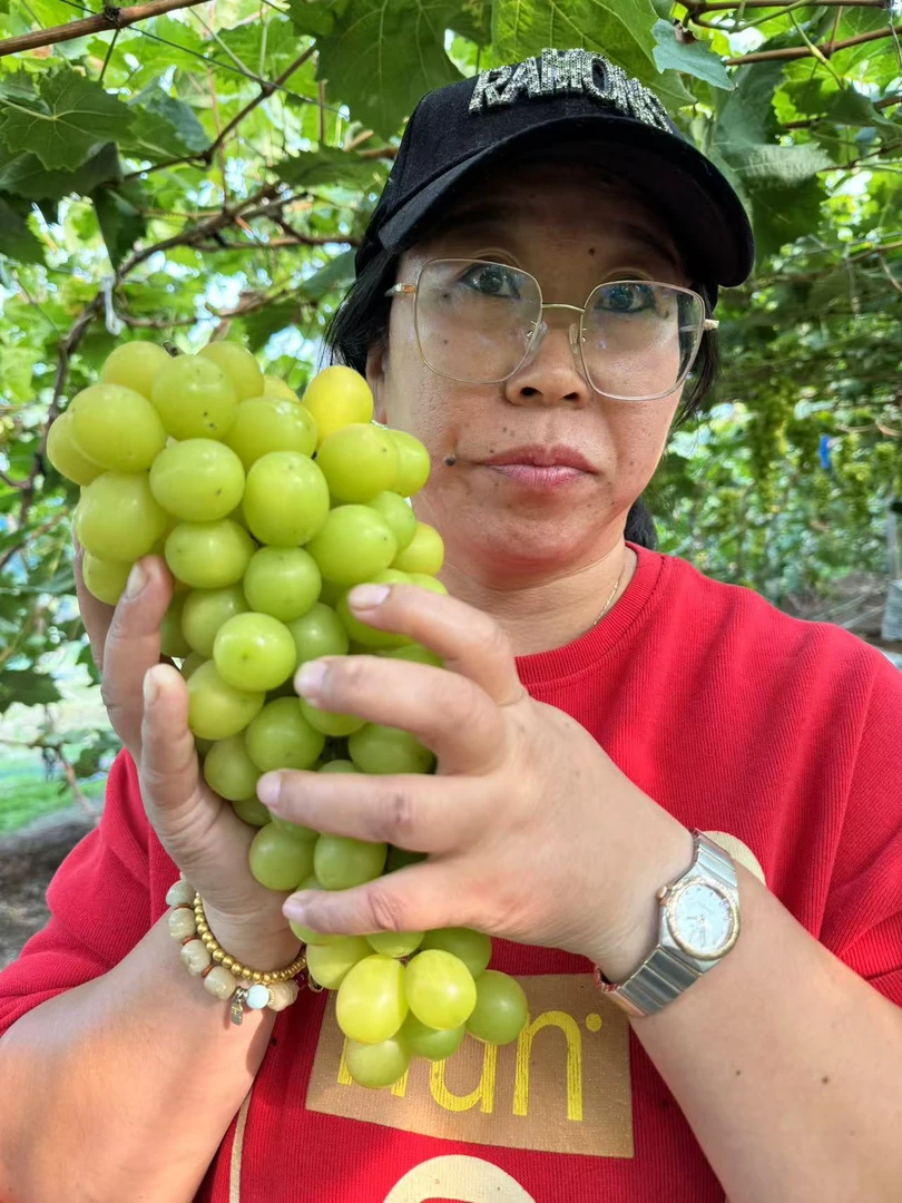 孟姐阳光玫瑰(晴王)脆甜多汁,掉粒不可控不售后,只卖辽宁省内