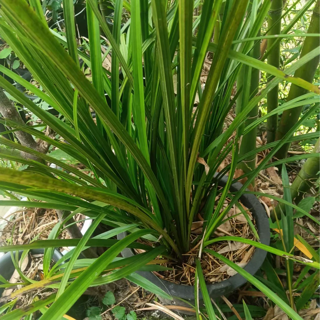 兰花（下班前咨询主播，私拍不发货）