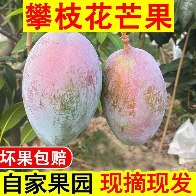 凯特芒果整箱应当季新鲜水果特大青皮芒果超甜10斤