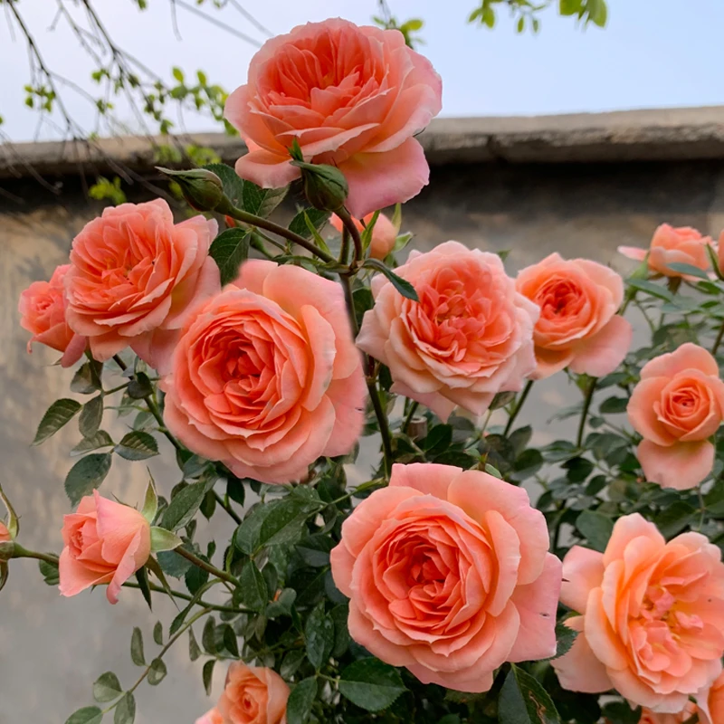 藤甜梦爬藤月季植物庭院阳台盆栽地栽四季开花月季多季蔷薇