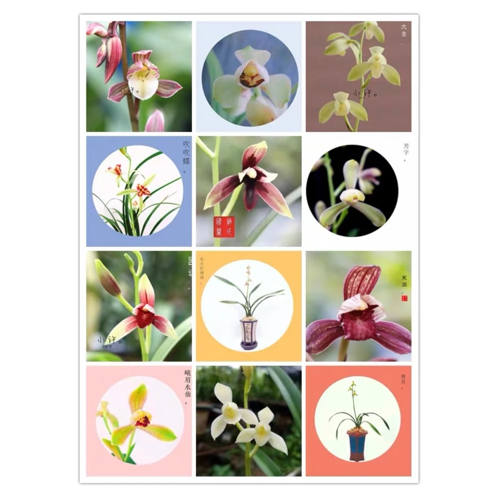 精品国兰直播 一物一拍 改价链接