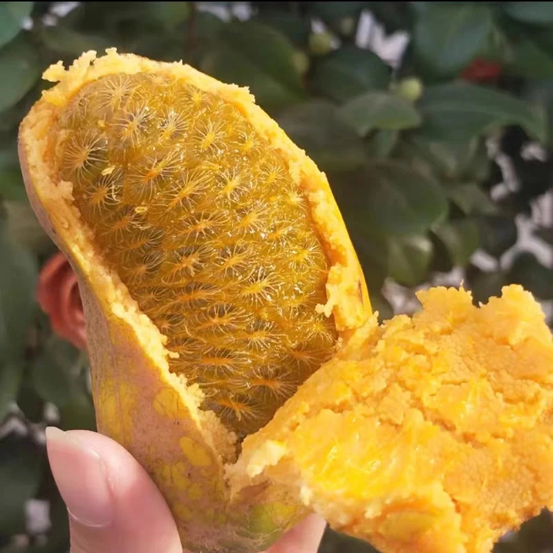 九月黄新鲜拿藤牛卵坨小时候的野果木通八月炸江西特产麻藤包水果