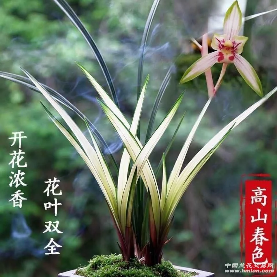 建兰高山春色,叶艺漂亮