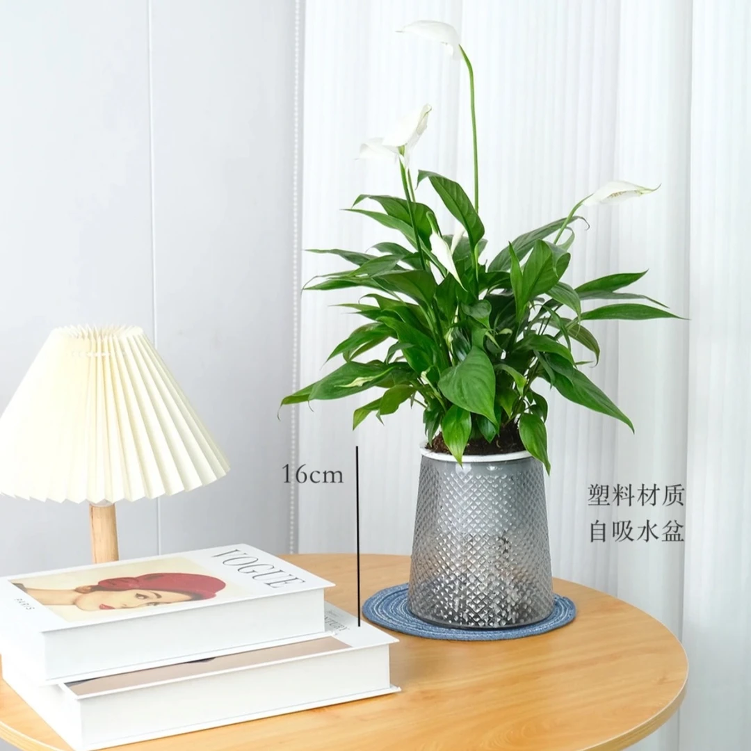 【精选】白掌水培植物四季开花室内懒人盆栽好养带盆栽好