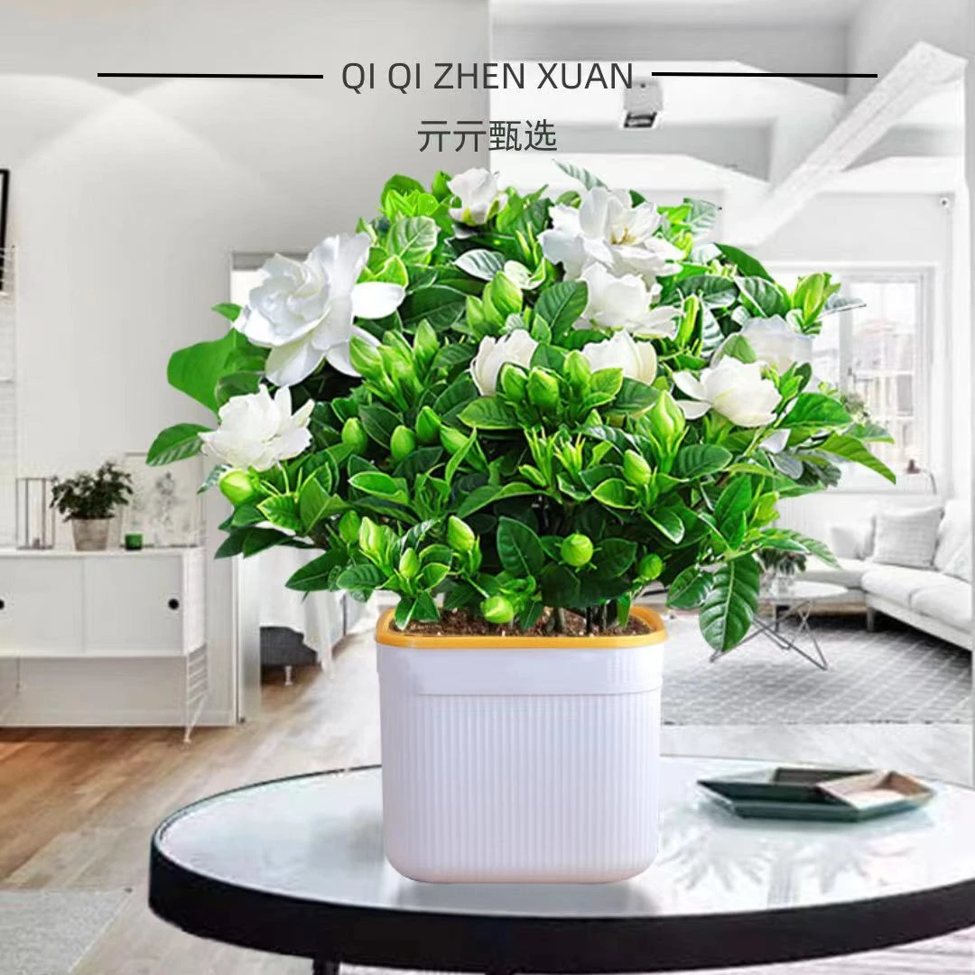 【栀子花】小盆栽开花植物室内庭院盆栽浓香好养活植物【方形盆】