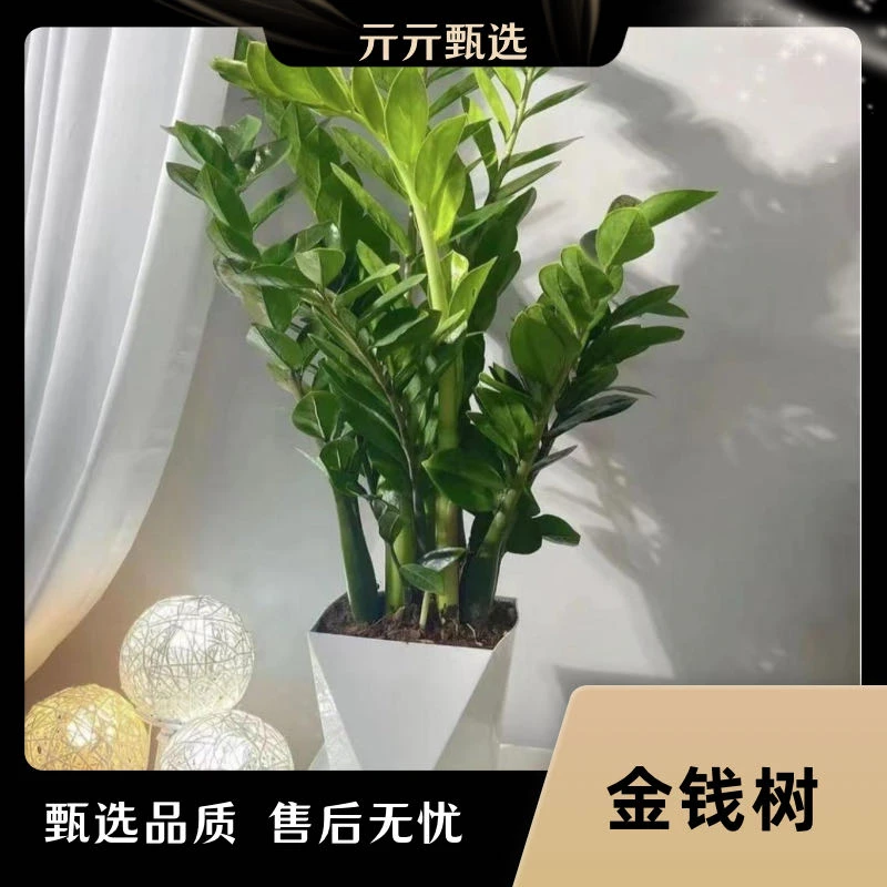 金钱树盆栽客厅绿植盆栽乔迁新居办公净化空气好养耐活