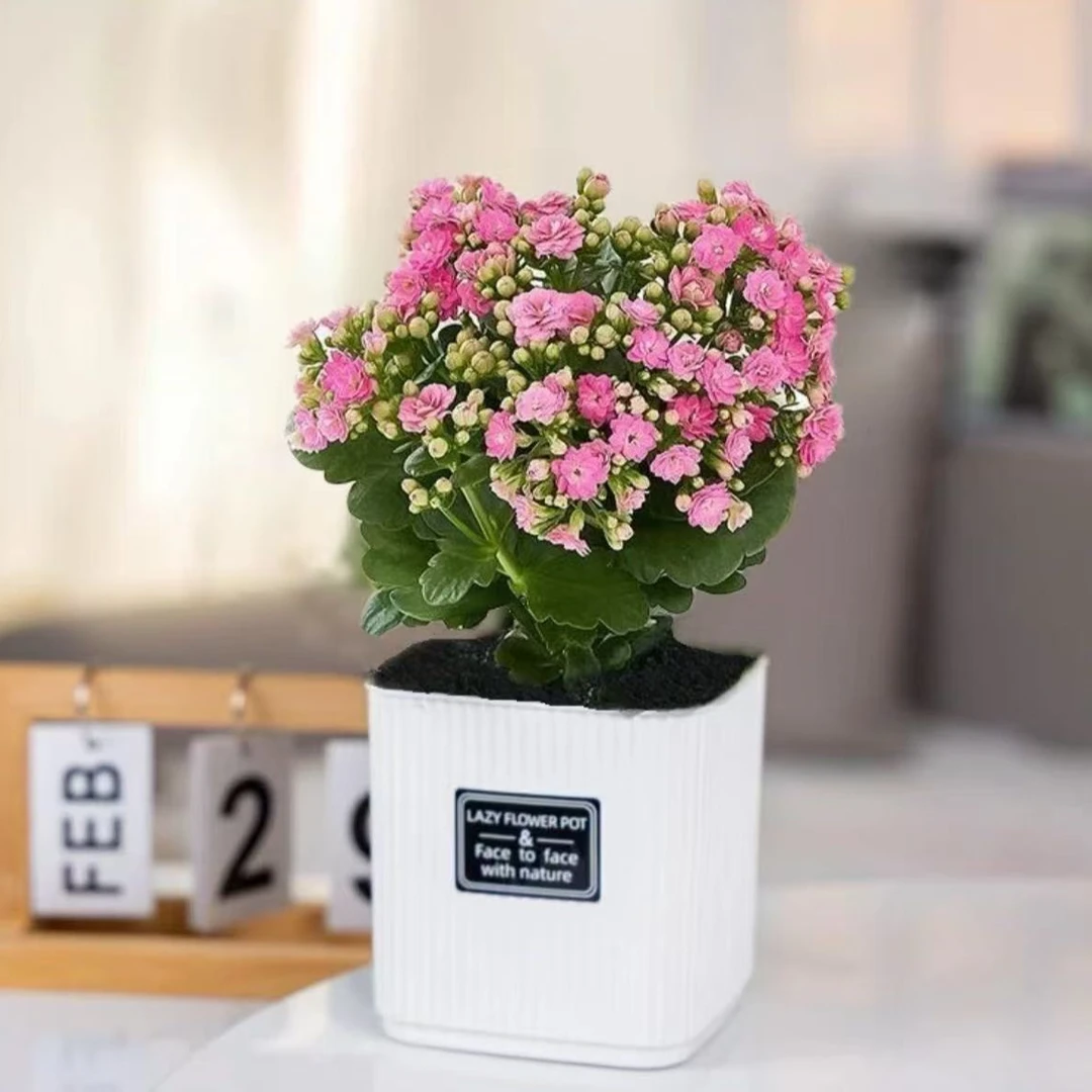 长寿花带花带花苞室内绿植花卉重瓣大花多季开花植物