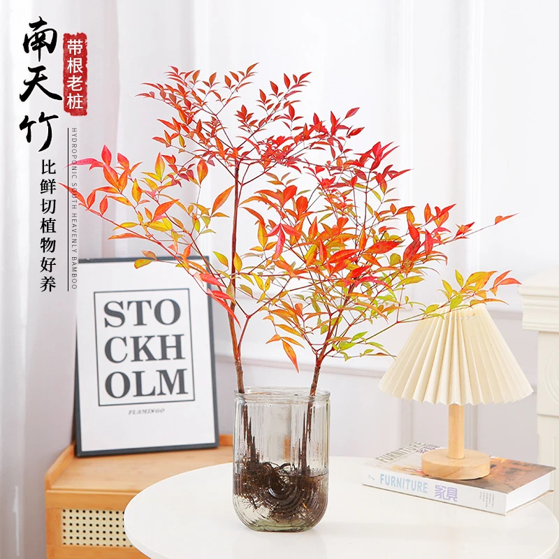 【精选】水培室内植物盆栽火焰南天竹办公室内南北方四季好养水培