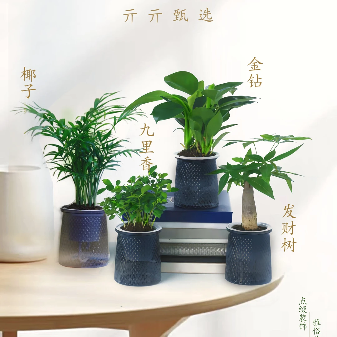 金钻发财树九里香富贵椰子水培美观盆栽【买三送一】