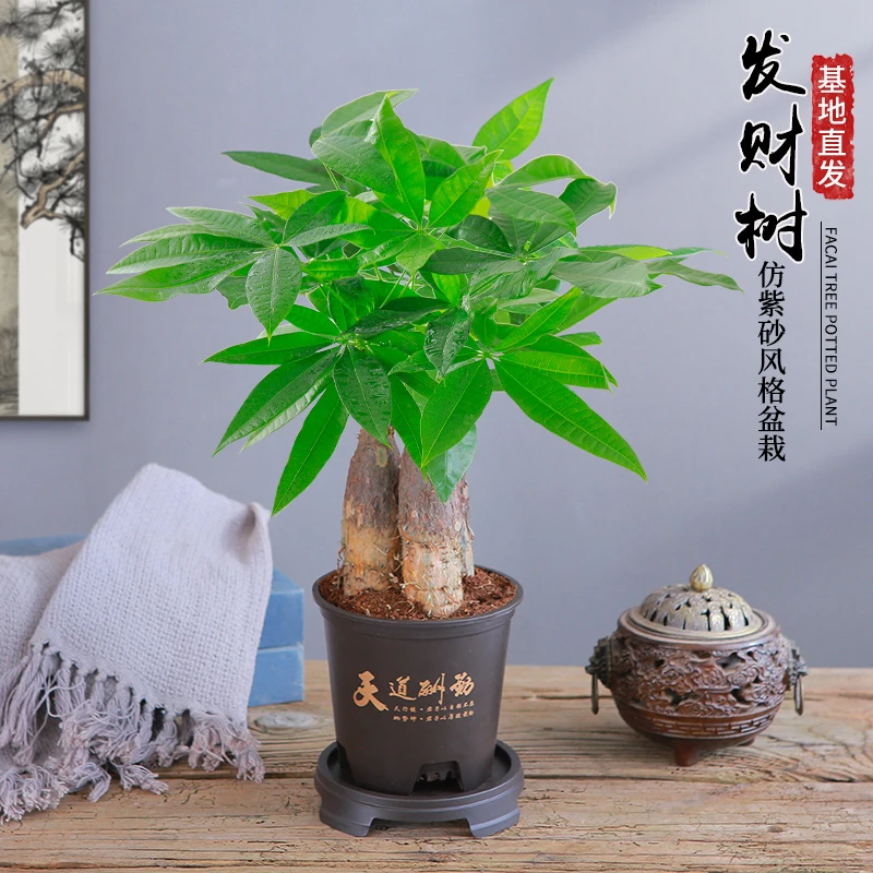 【天道酬勤】发财树水培盆栽易活植物室内客厅绿植