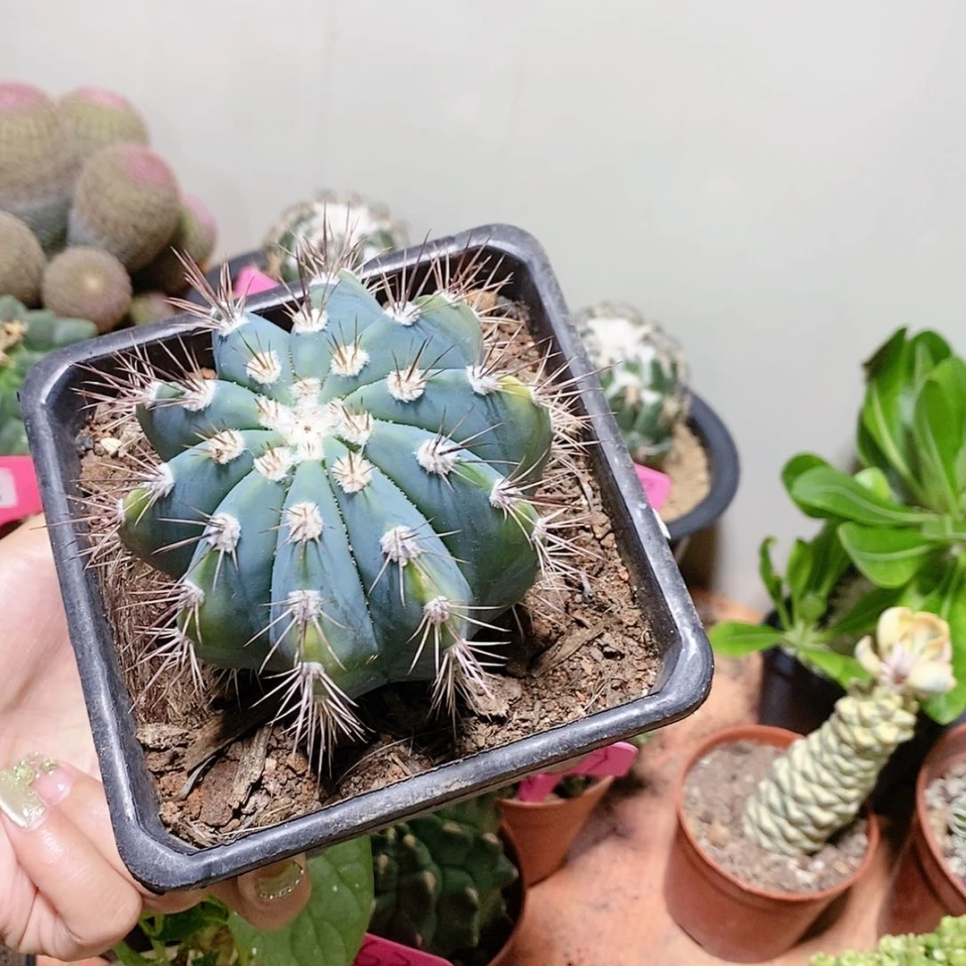 花花草草花花草草
