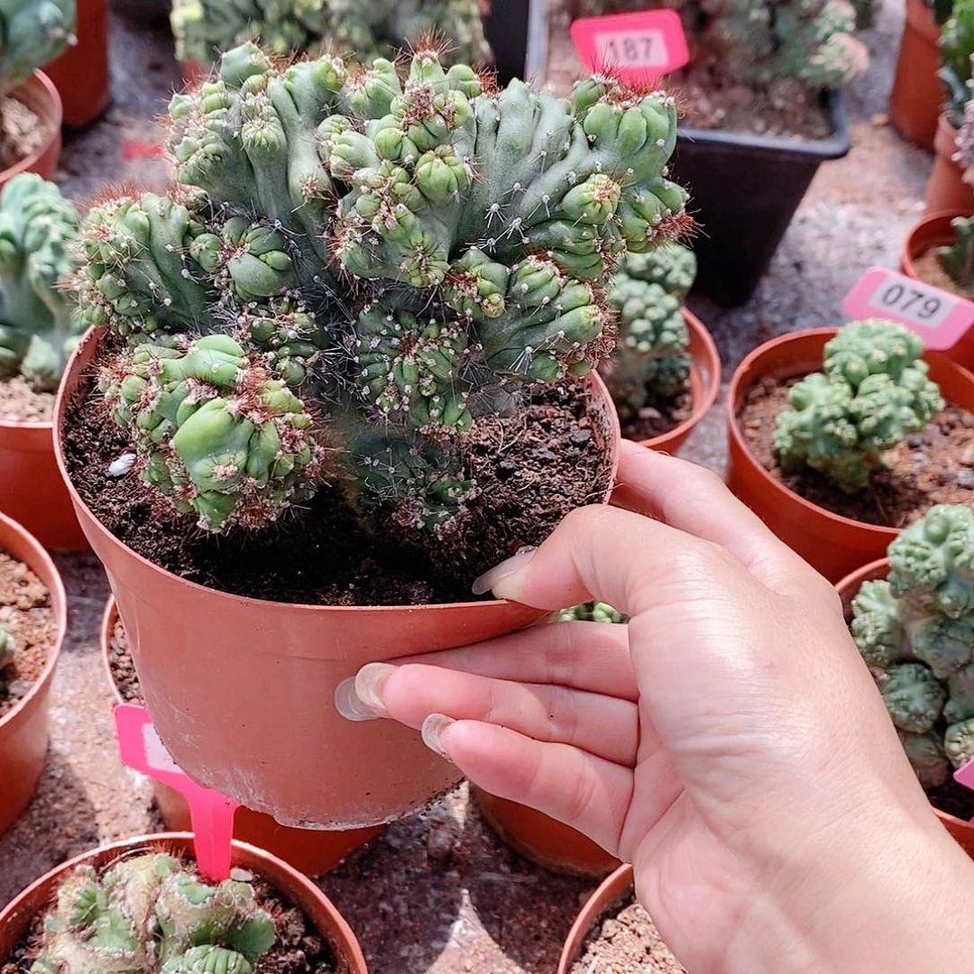 花花草草花花草草