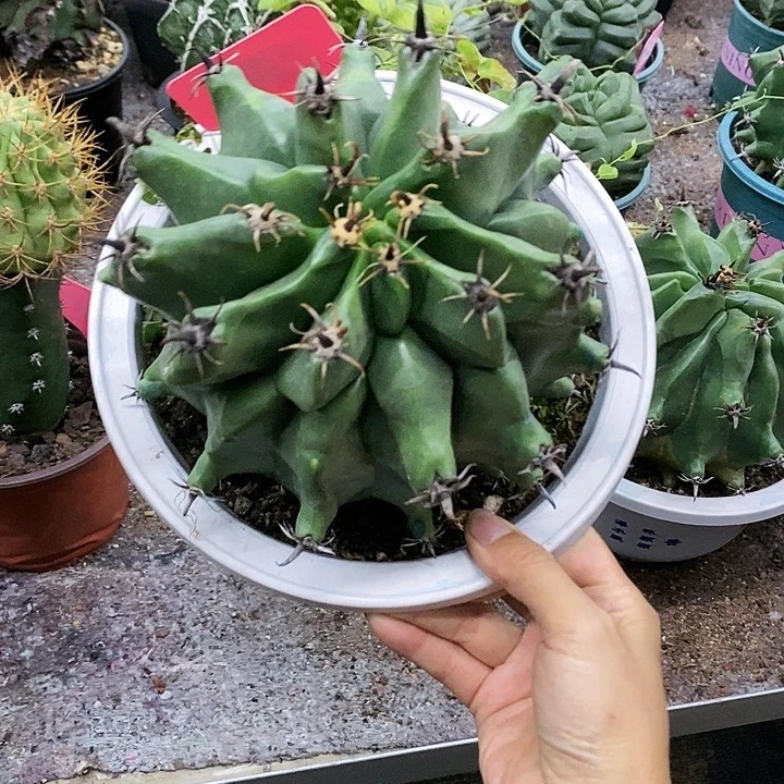 花花草草花花草草