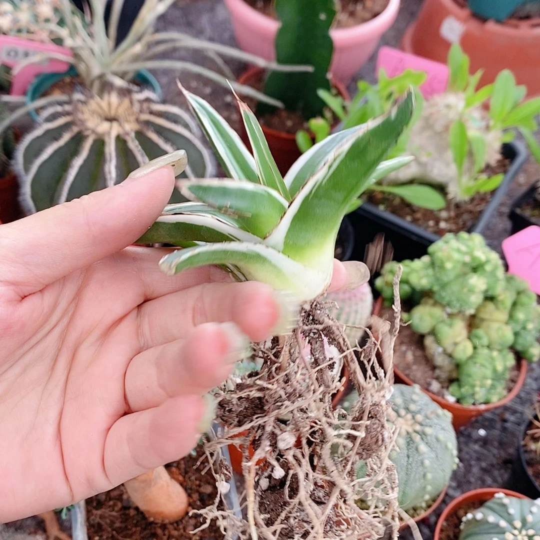 花花草草花花草草