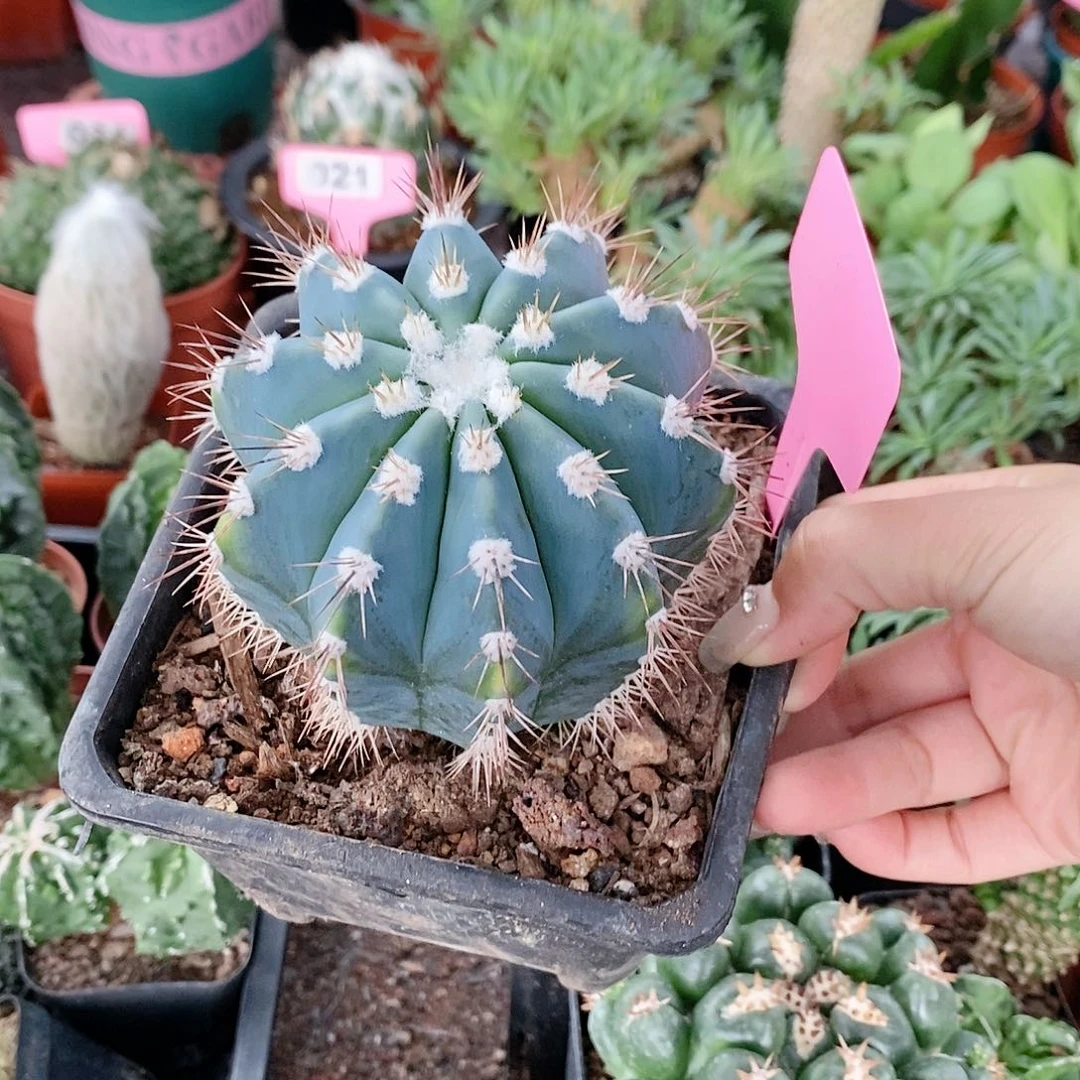 时**人花花草草花花草草