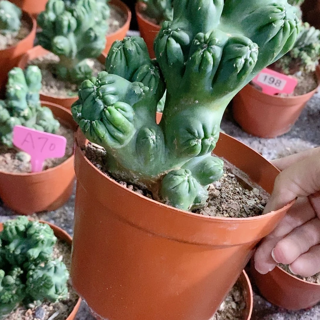 锦**材花花草草花花草草