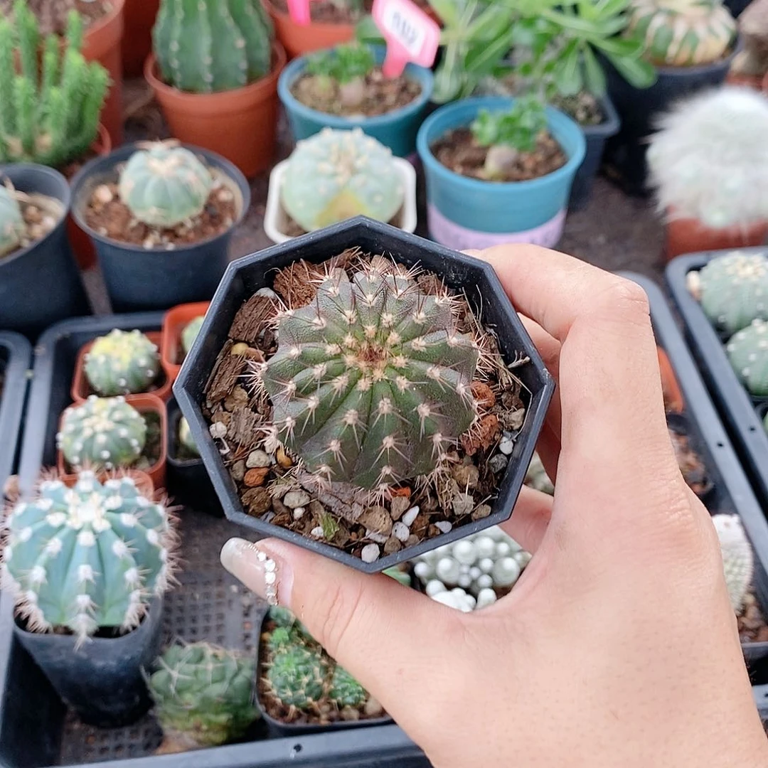 花花草草花花草草