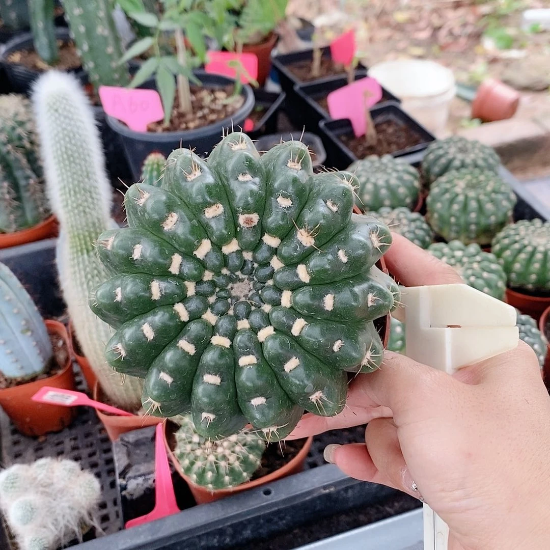 花花草草花花草草