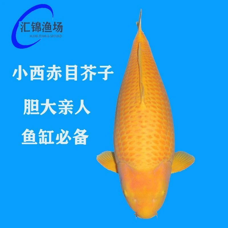 赤目芥子冷水淡水观赏鱼锦鲤鱼活鱼金鱼淡水好养小西介子大骨架