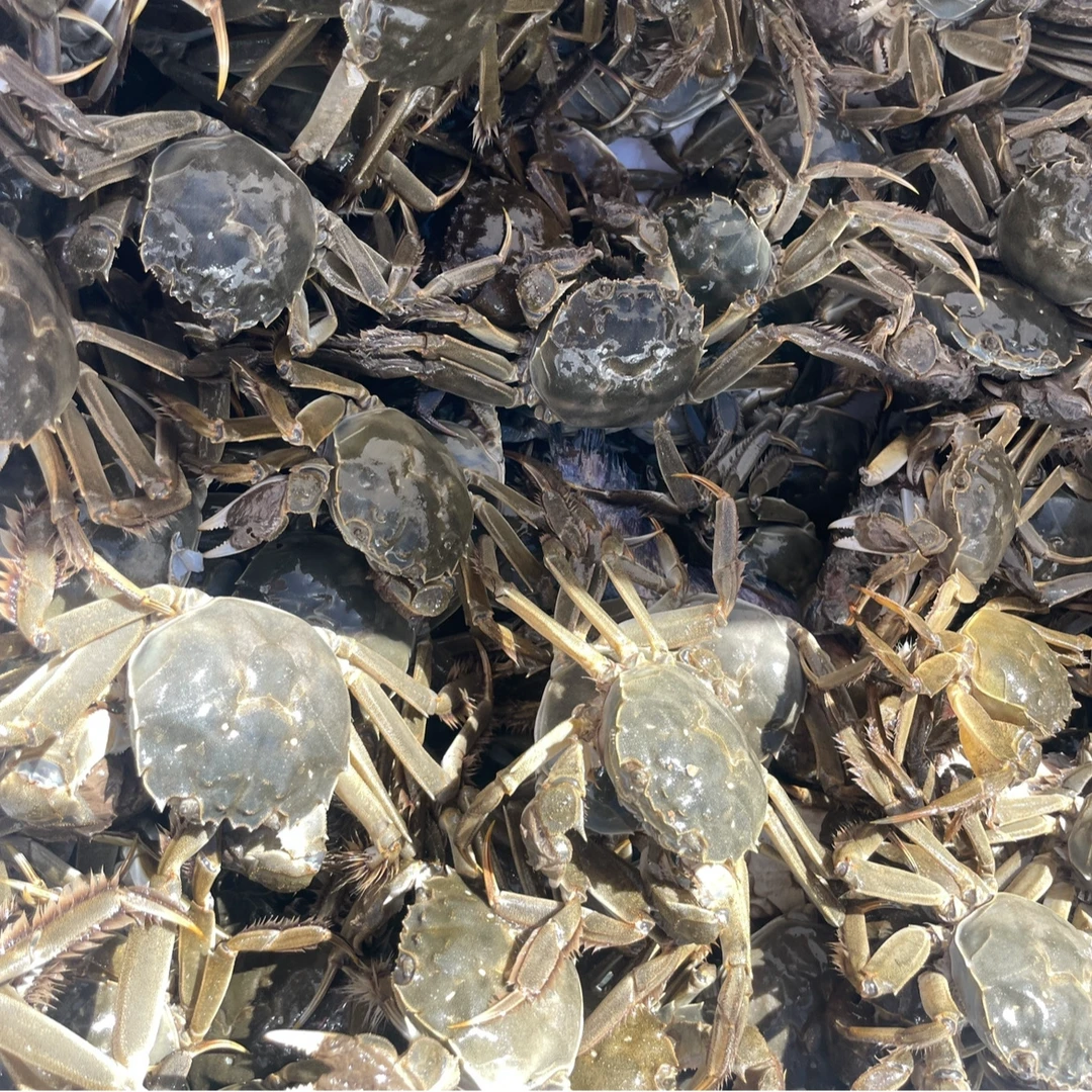 甘肃祁连山河蟹公母混装1.4-1.7两不绑腿网兜2斤/3斤
