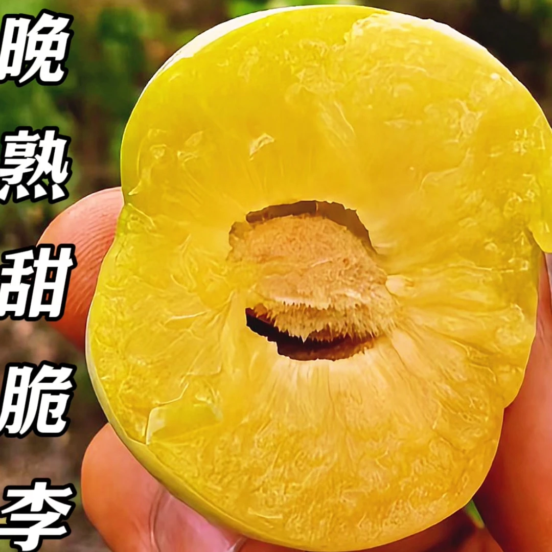 晚熟甜脆李苗、9-10月成熟、个大离核、脆甜脱骨、南北均可种植、