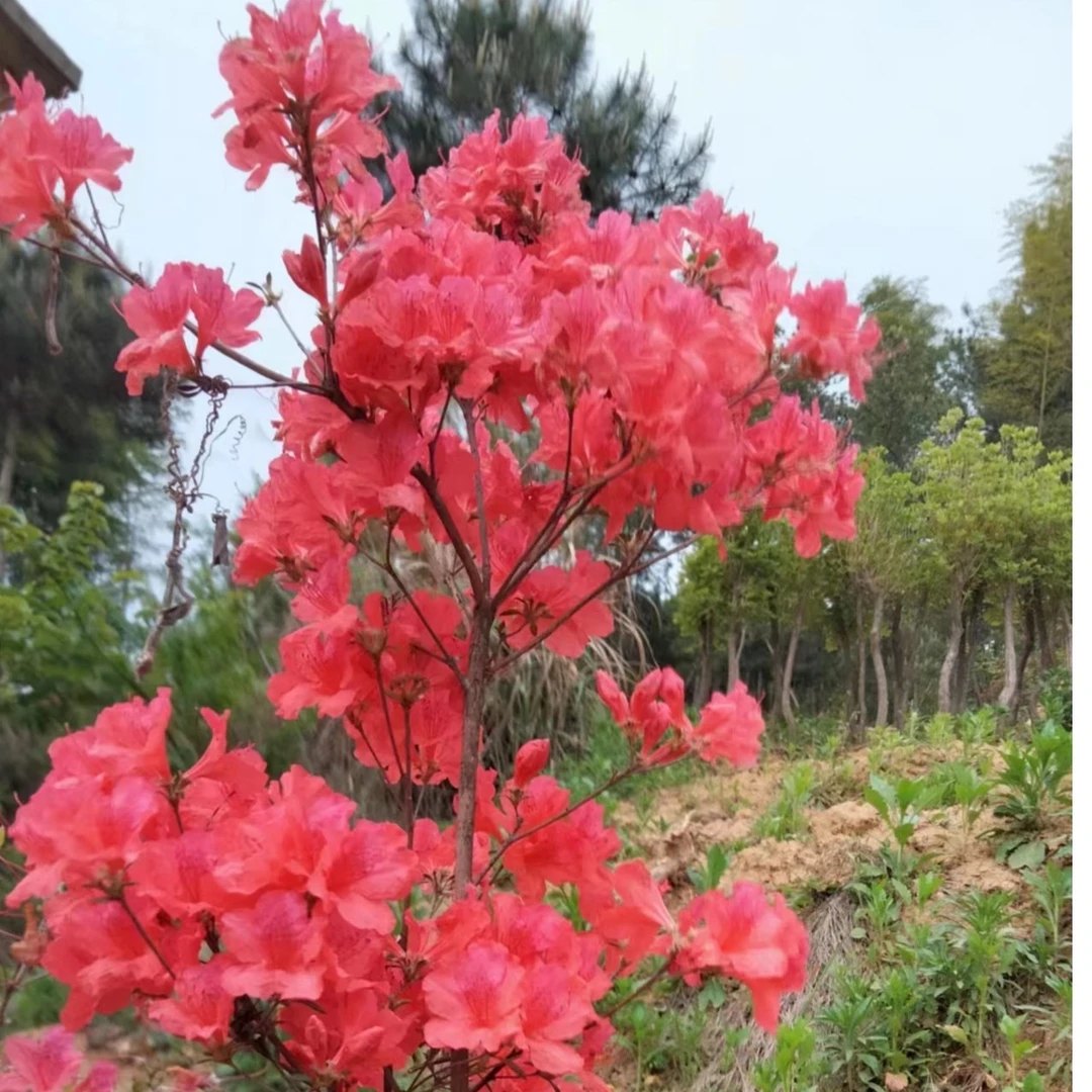 大别山先花后叶映山红
