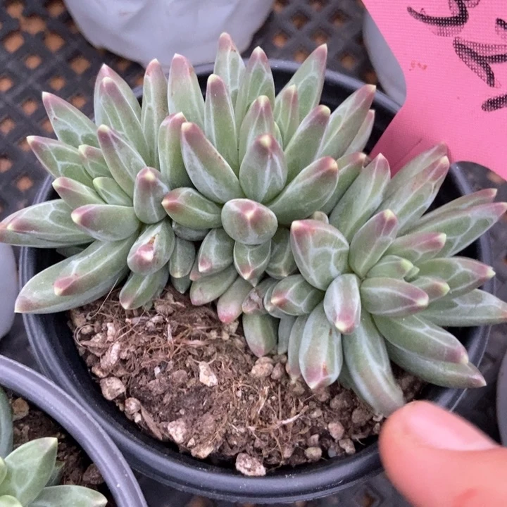 多肉植物乌拉329