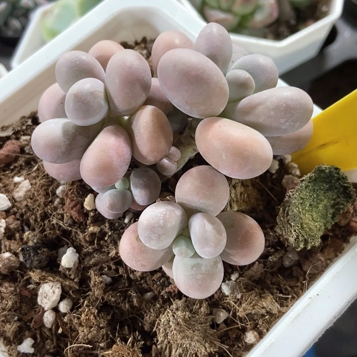 多肉植物奶酪1863