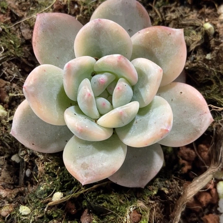 多肉植物橙子锦545