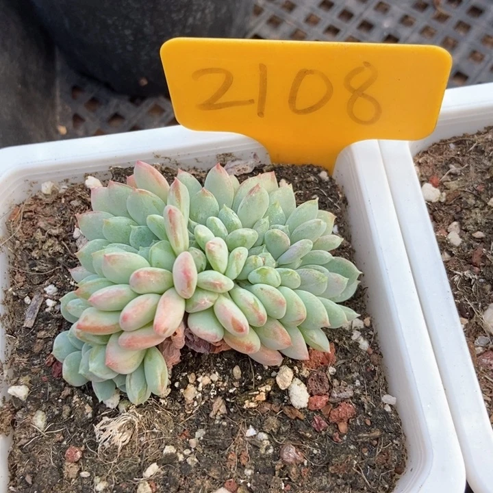 1***S多肉植物粉珍妮缀化2108