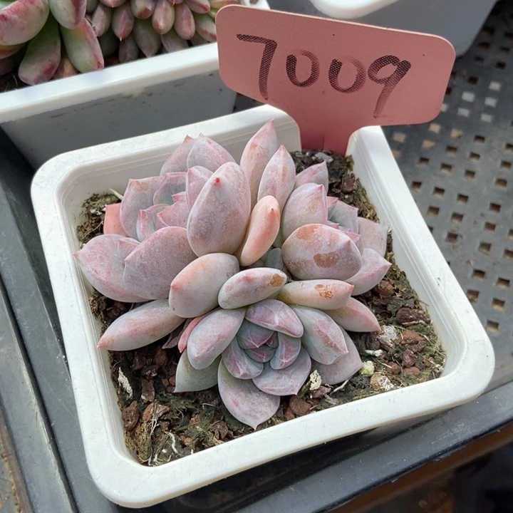 多肉植物石榴籽7009