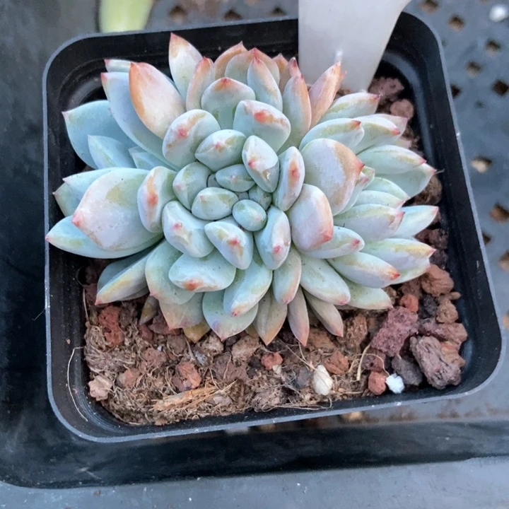 多肉植物星影小树953