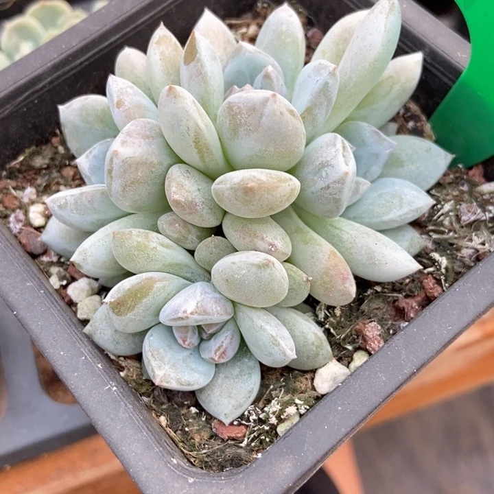 多肉植物石榴籽1030