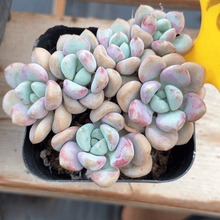 多肉植物花瓣路1094