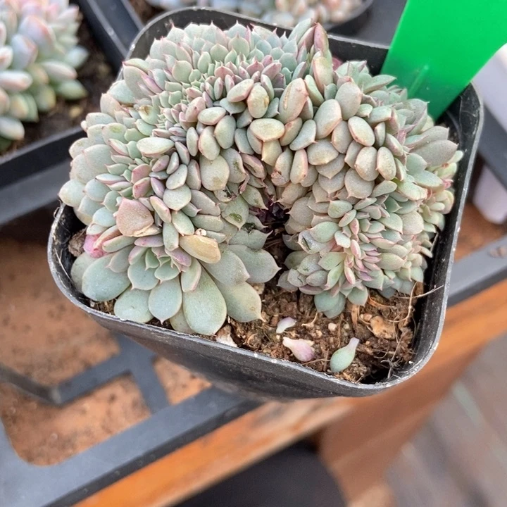 多肉植物纸风车缀化1648