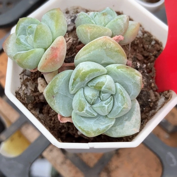 多肉植物冰玉1733