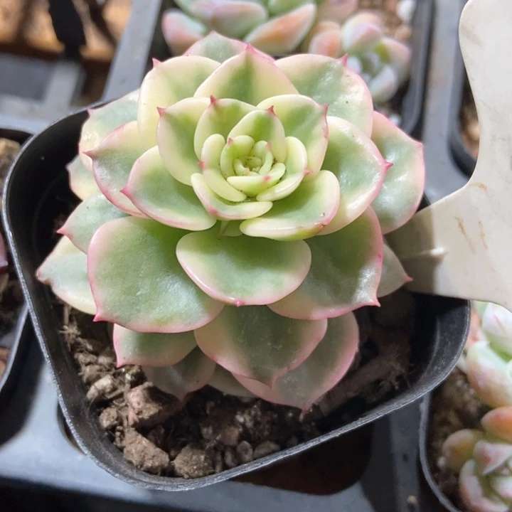 多肉植物牡丹锦987