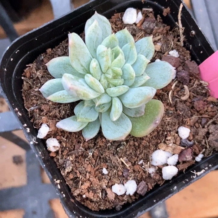 多肉植物白恋339