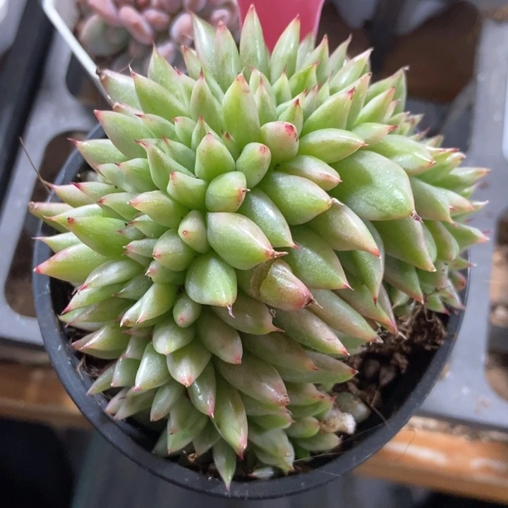 多肉植物缀化锦739