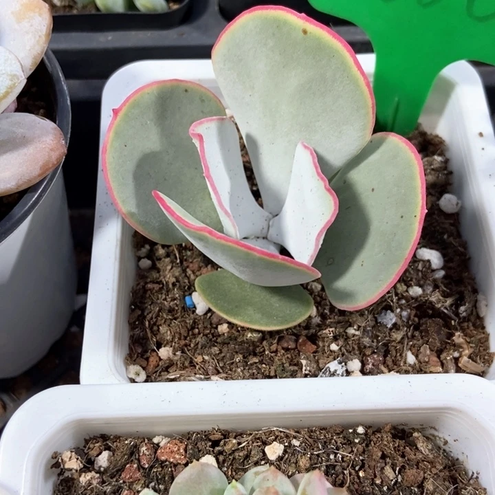 多肉植物白眉1666