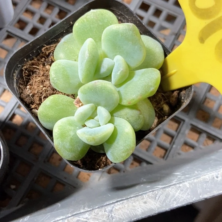 多肉植物6107多肉