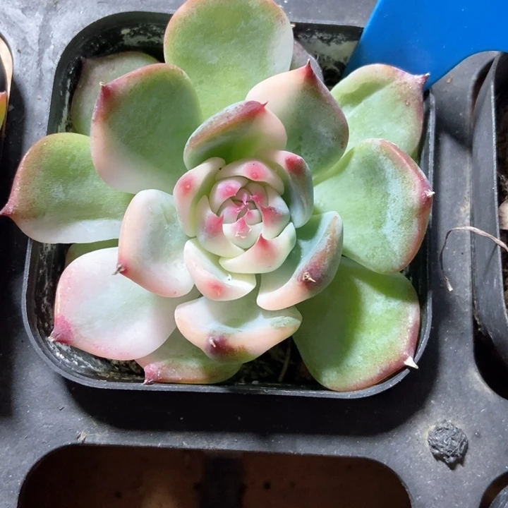 多肉植物吉娃娃锦1023