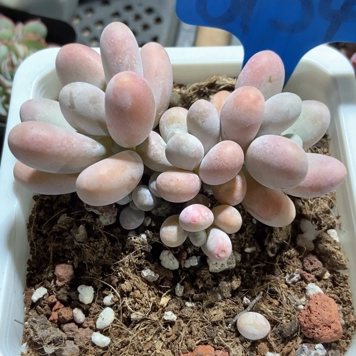 多肉植物彩虹奶6154