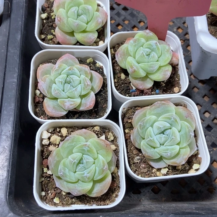 多肉植物冰玉1428五头